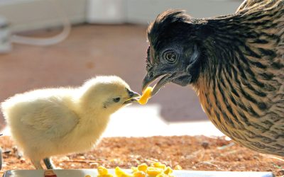 Bienestar animal en producciones avícolas ecológicas