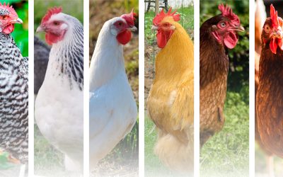 Mejores razas para Hobby Farming y avicultura ecológica