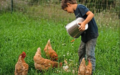 Beneficios de tener una gallina como mascota